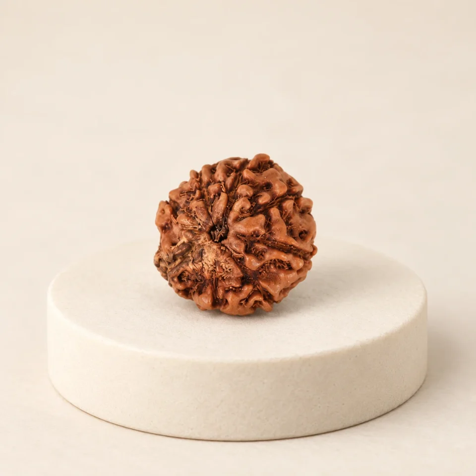10 Face Rudraksha