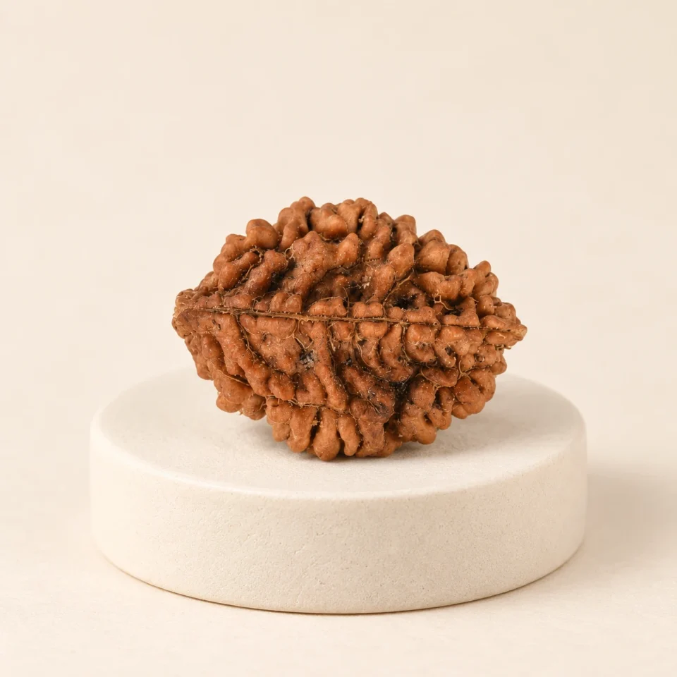 2 Face Rudraksha