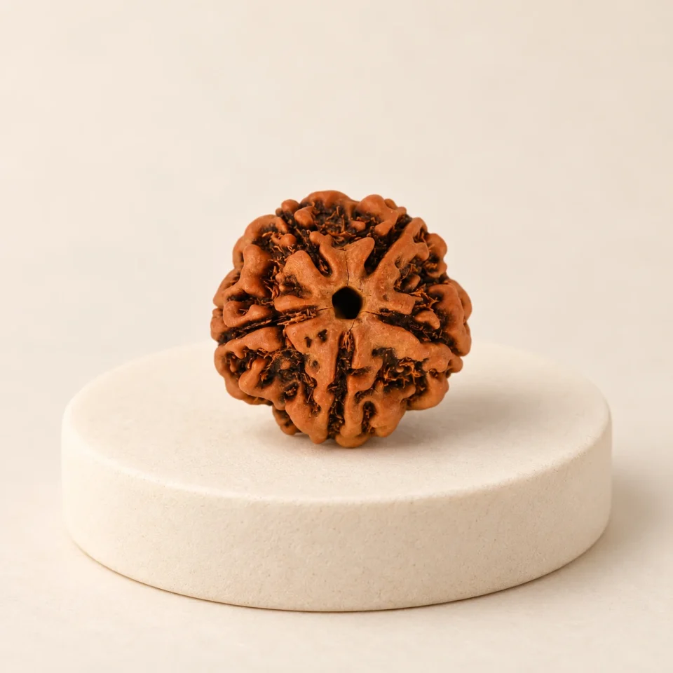 5 Face Rudraksha