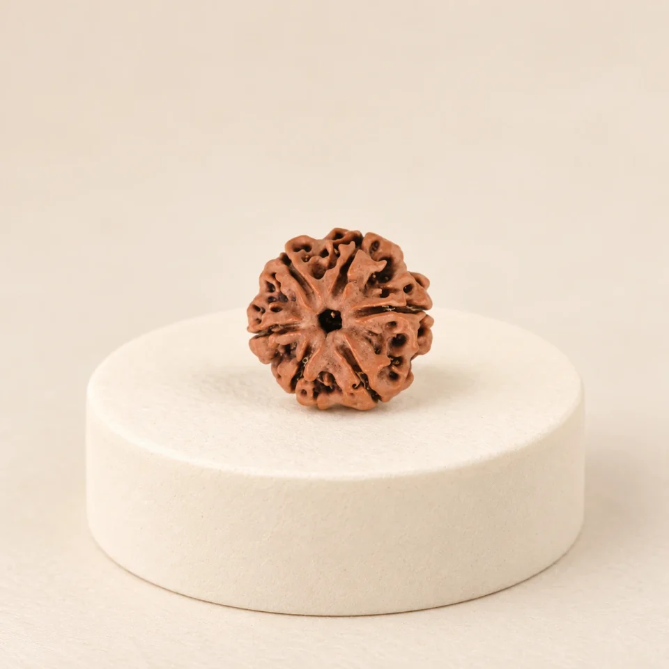 6 Face Rudraksha